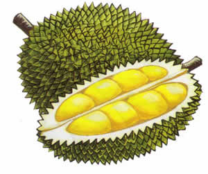 果物の王様 ドリアン（Durian）