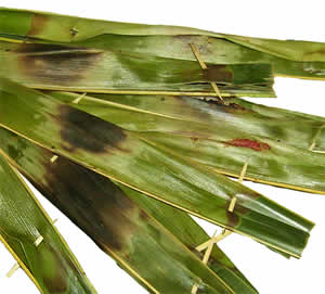 オタオタ(Otak-otak) オタオタ(Otak-otak)